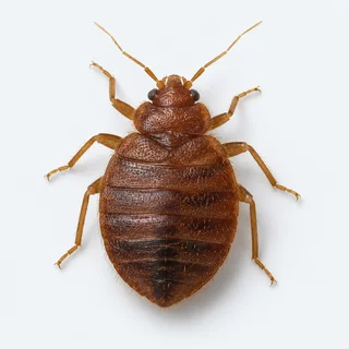 Illustrative photograph of a bed bug
