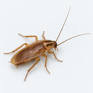 Illustrative photograph of a cockroach